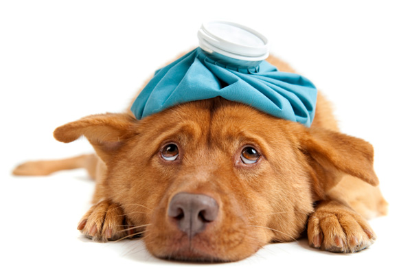 How To Know If Your Dog Is Sick ILoveDogsAndPuppies