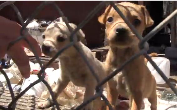 This Homeless Family Of Pups Was Rescued From The Streets Of LA