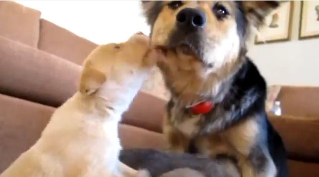 After Being Dumped With Her Puppies, This Mama Dog Still Has Faith In Humankind When Rescued