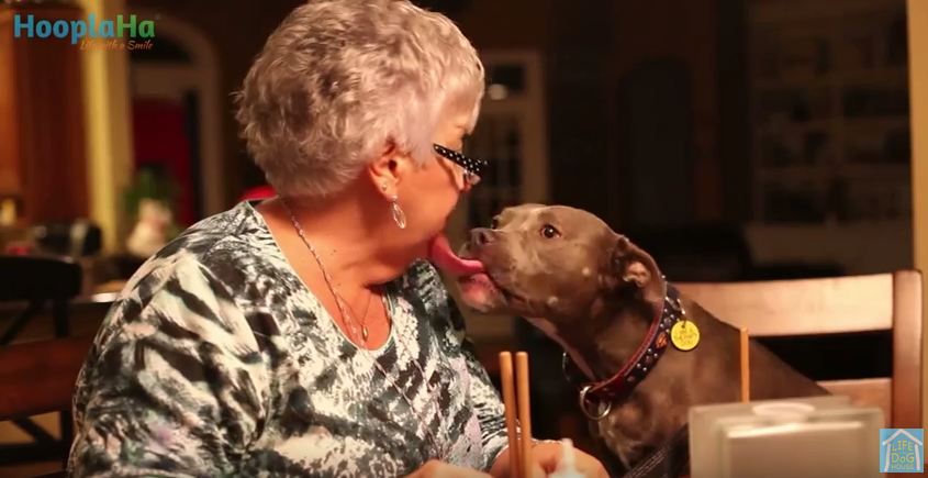 Reasons Why You Absolutely Need To Adopt A Senior Dog