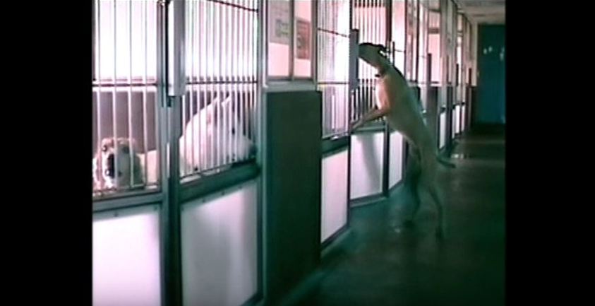 Something odd kept happening at this shelter, so they set up a camera