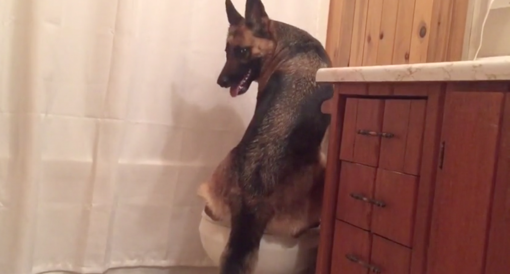 German Shepherd Goes Into Bathroom, Gives New Meaning To Being Housebroken