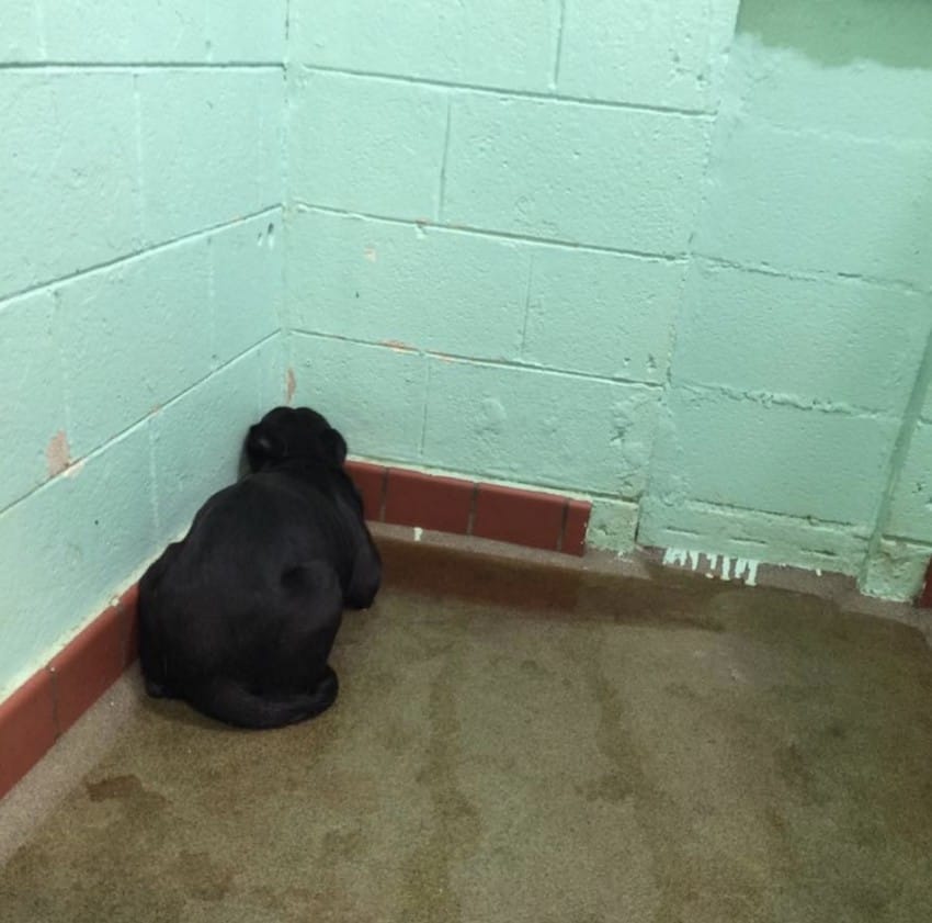 Shelter Dog Frozen In Fear Won’t Turn Around