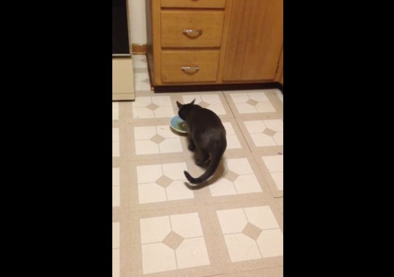 Cat Gets Vocal About His Love For Mac n’ Cheese