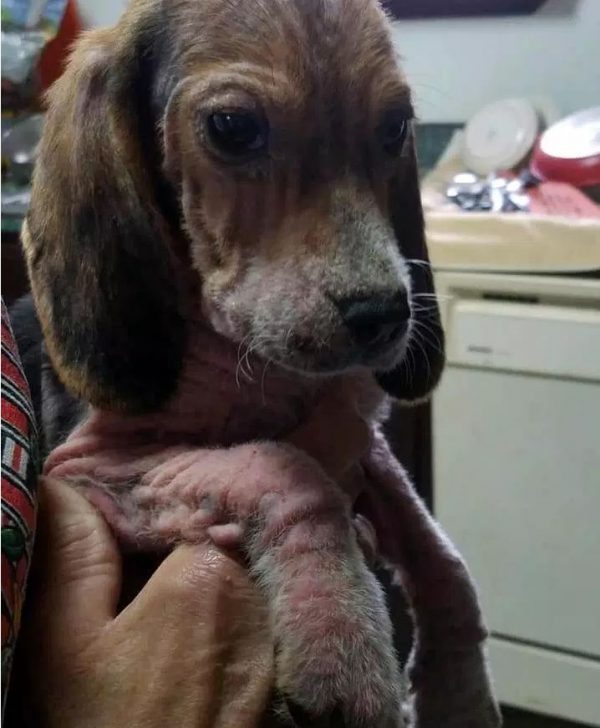 Innocent 4-month-old puppy victims of backyard breeder ...