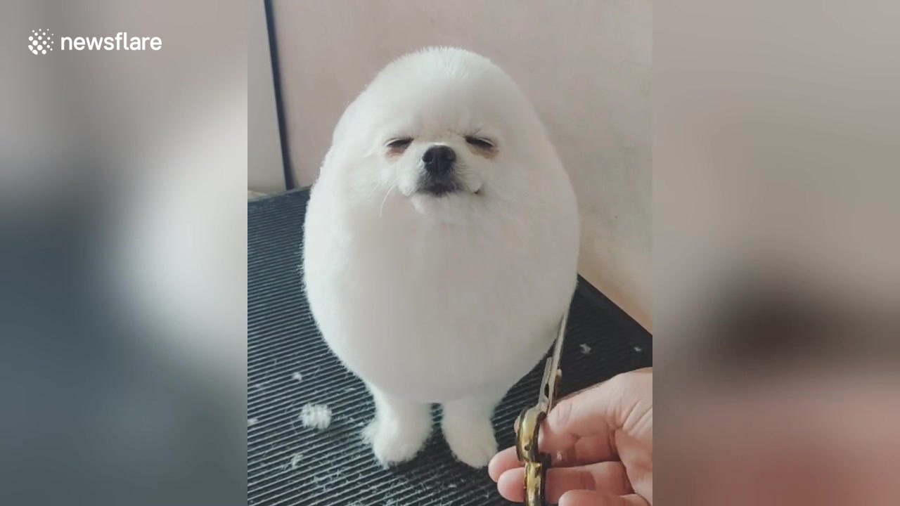 Fluffy puppy enjoys getting trimmed into a snowball shape