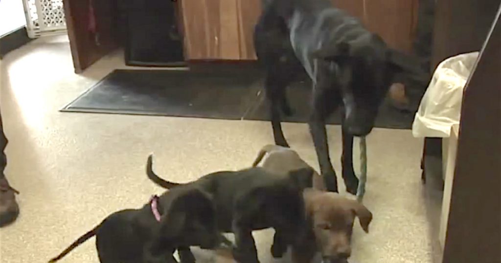 Mama Dog Back With Puppies Who Were Thrown Off Of A Bridge