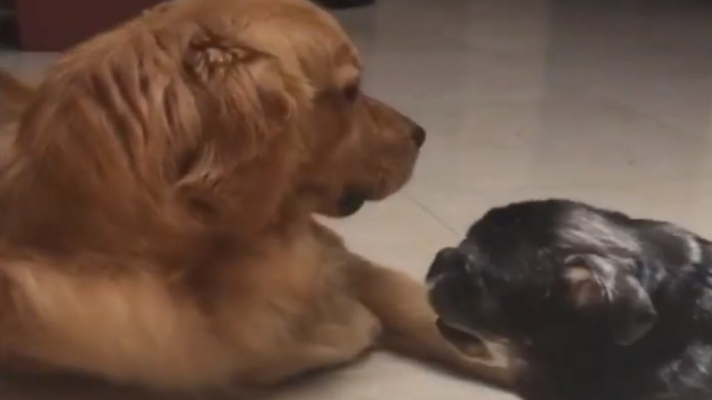 Gentle and Loving Puppy Dotes On Blind Senior Dog