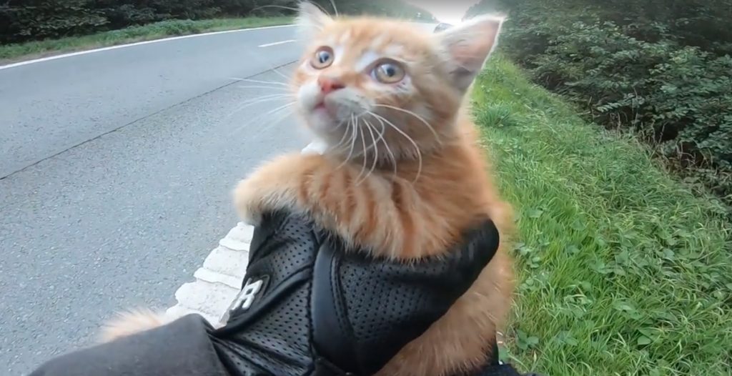 Motorcyclist Sees Tiny Kitten In Middle Of Road, Stops Traffic To Get To Her