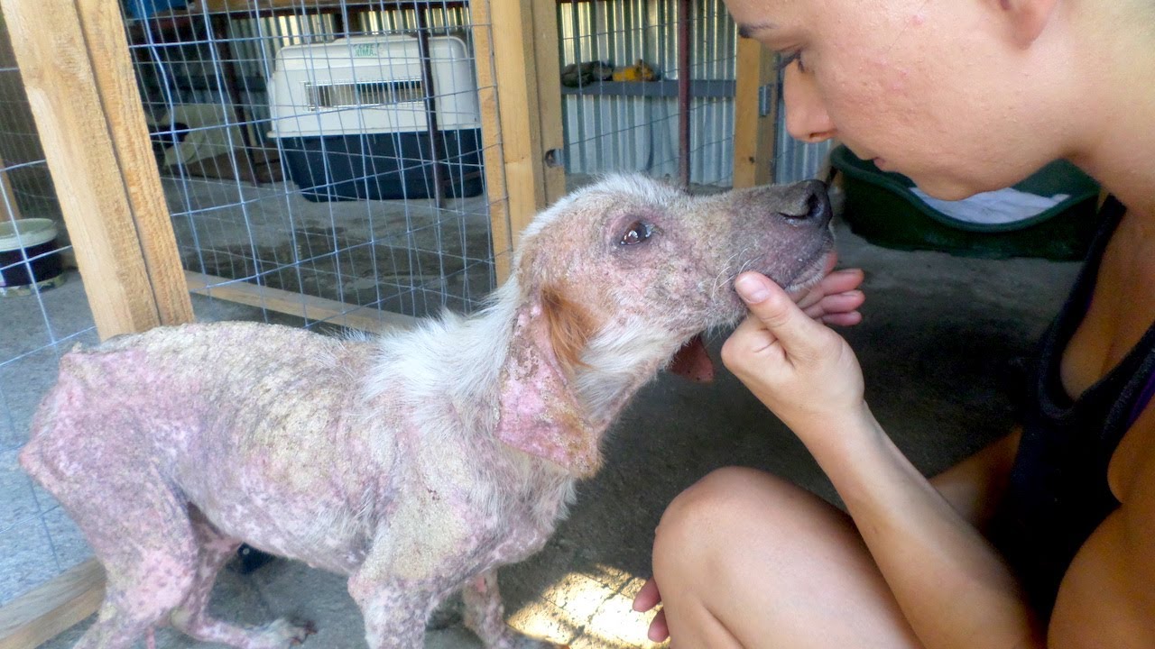 Unbelievable Transformation: Honeymooning Couple in Greece Rescue Dog