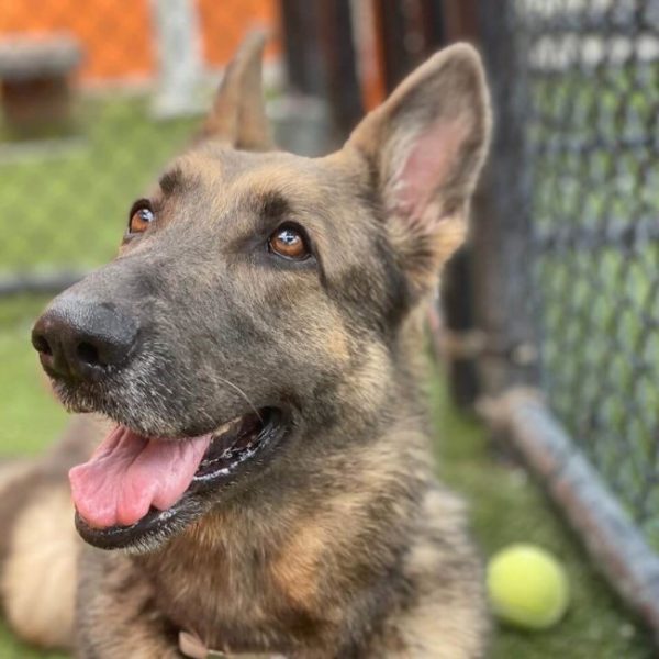 Stunning Belgian Malinois at Florida shelter since Thanksgiving ...