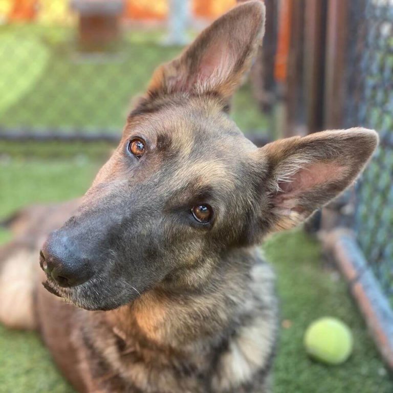 Stunning Belgian Malinois at Florida shelter since Thanksgiving