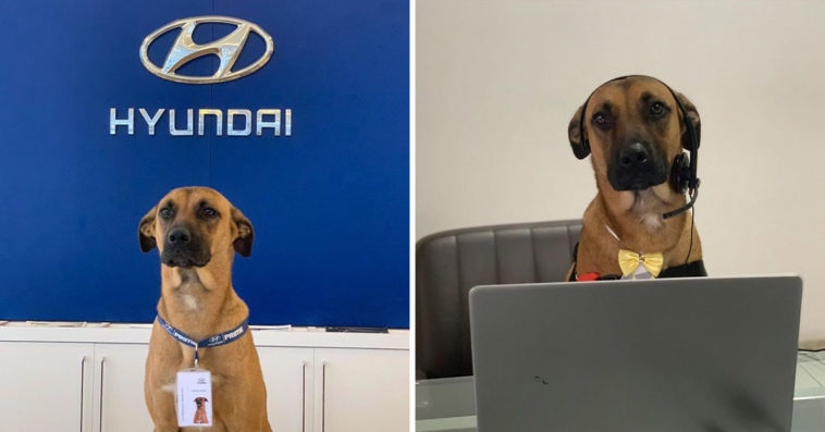 Stray Dog Kept Visiting Hyundai Dealership, So They Hired Him And Gave Him His Own ID Badge