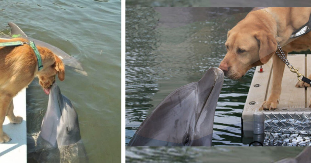 An Unlikely Friendship: Golden Retriever and Dolphin’s Sweet Exchange Goes Viral