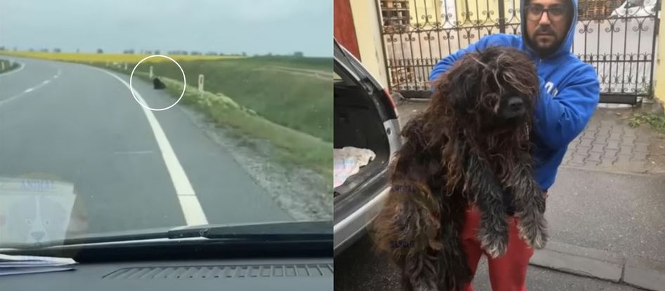 Stranded Dog Waits Days In ‘Blistering’ Cold for Rescue on Highway