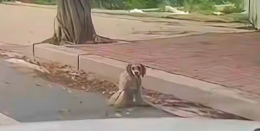 While Driving, Dog Struggling On Sidewalk Comes Into Man’s View
