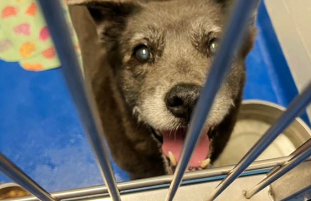 Couple Drops Off 13 Yr Old Dog Because They Have No Time For Her