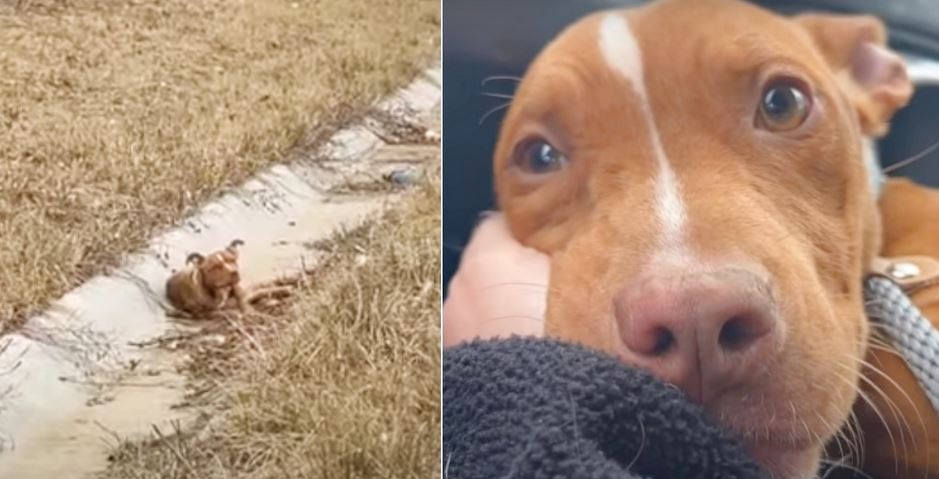 Truck Driver Speeds Past Puppy Quivering In Ditch And Calls Her Future Mom