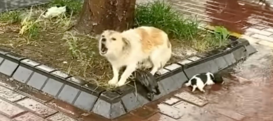 Mother Dog Fiercely Guarded Her Puppies Before She Up And Left