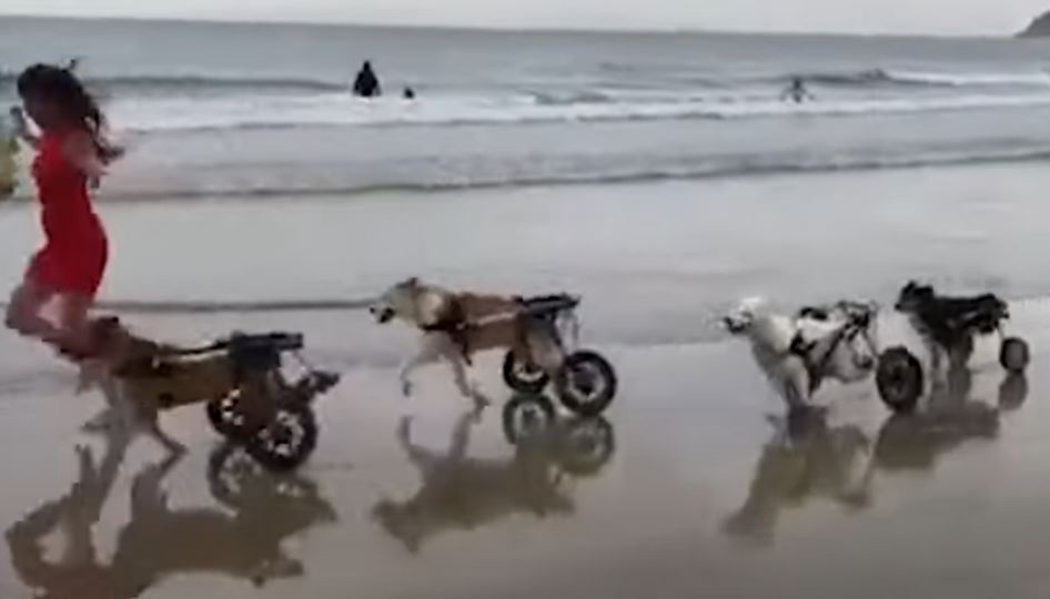 Disabled Dogs Experience the Beach for the First Time and Discover the Joy of Freedom