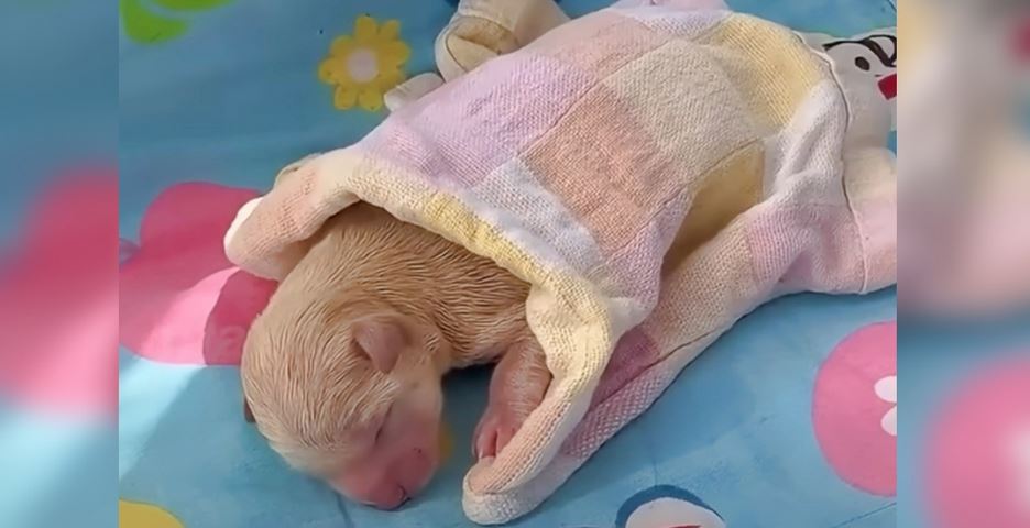 While Riding Her Bike, Girl Finds Newborn Puppy Lying On The Ground