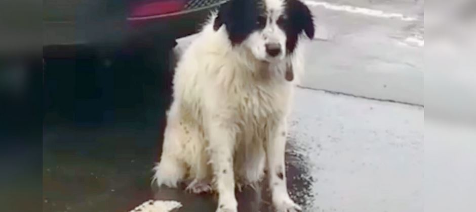 When Owner Left His Dog In Rainy Lot, Woman Hit The Brakes