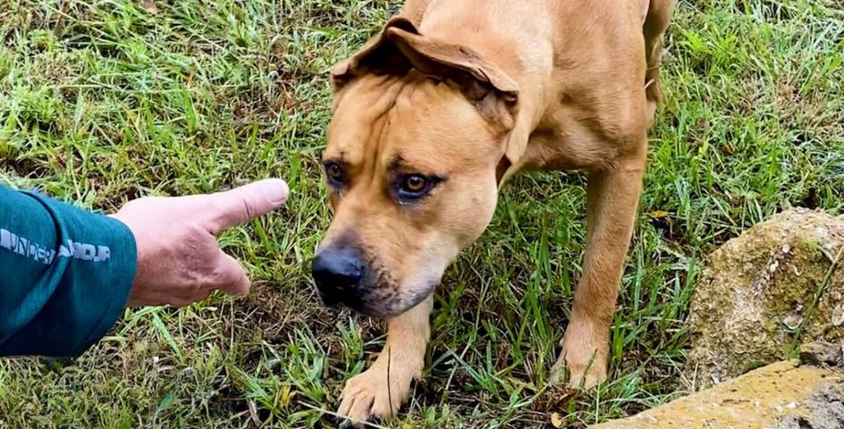 Couple Takes a Year to Save Real-Life Scooby Doo and Make Him Happy Again