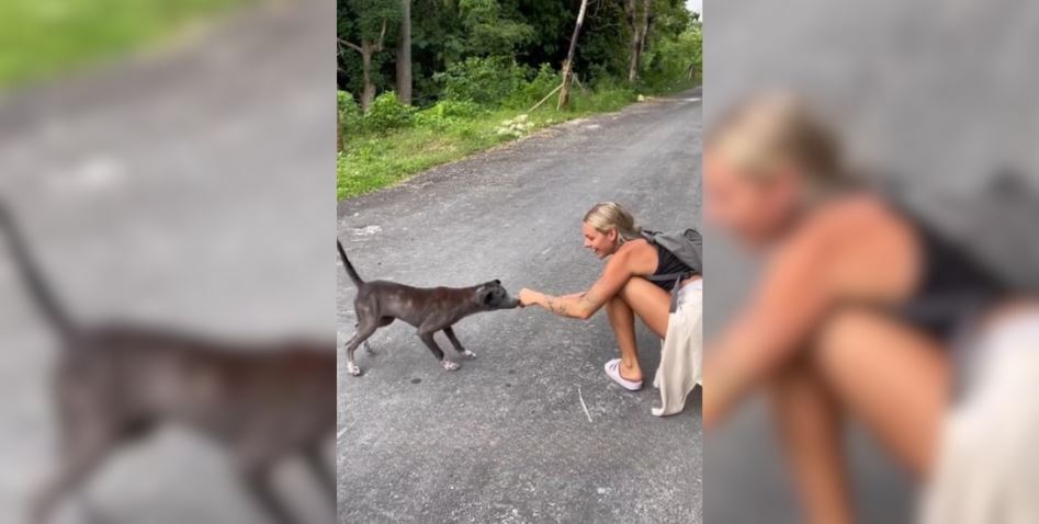 Woman Surprised to Learn Why Stray Dog Kept Following Her for Weeks