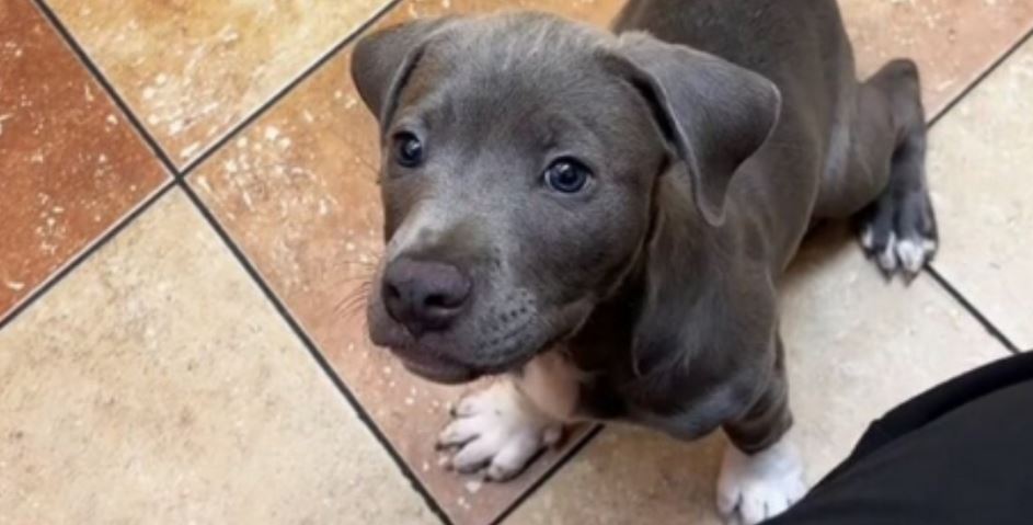 Atlanta Vet Assistant Heartbroken as Owner Abandons Puppy at Clinic for 3 Days