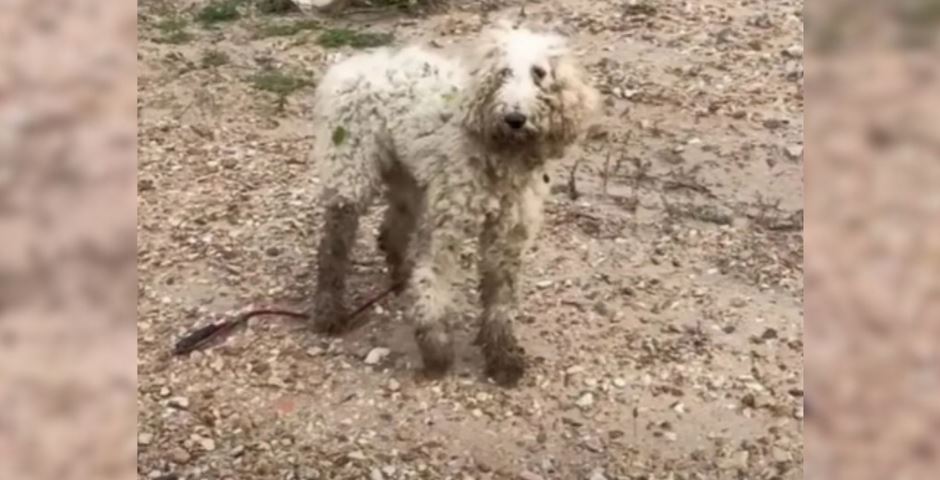 Hurt Poodle Learns to Trust Again, Gets Amazing Reward from People