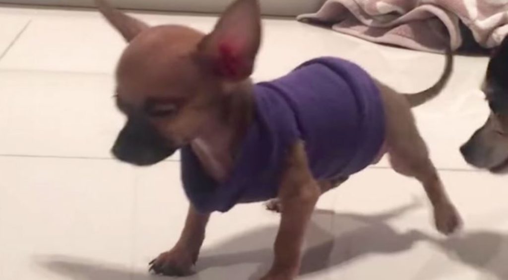 Puppy Abandoned Because He Always Looks Like He’s Dancing Finds ‘True Love’