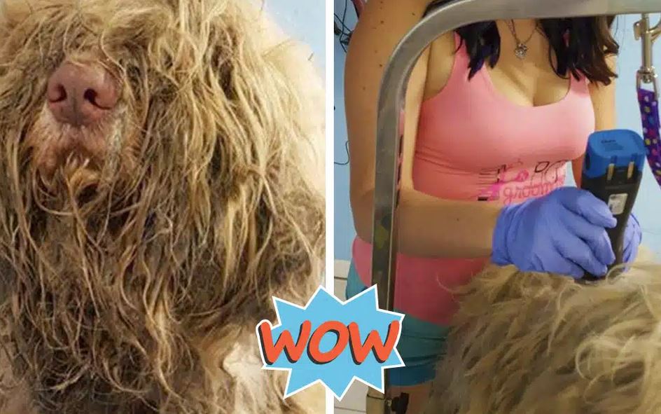 Dog Groomer Opens Shop In ‘Middle-Of-Night’ To Give Stray Dog Haircut And Found Beauty Beneath Matted Fur