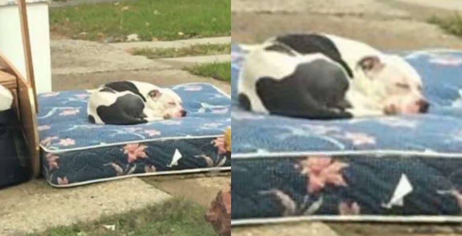 Family Returns to Retrieve Belongings but Leaves Dog Behind, Says Neighbor