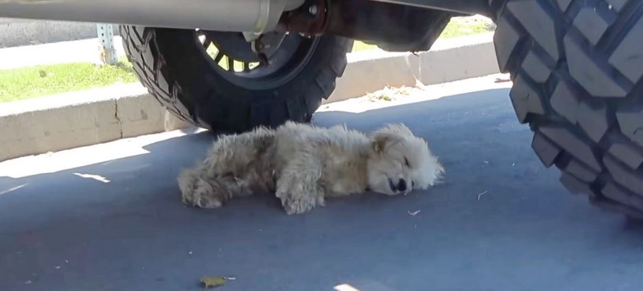 Worn Out From Running, Pup Passed Out Under Truck Tires