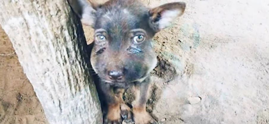 Guy Finds Puppy With Painfully Swollen Face Clouded With Tears