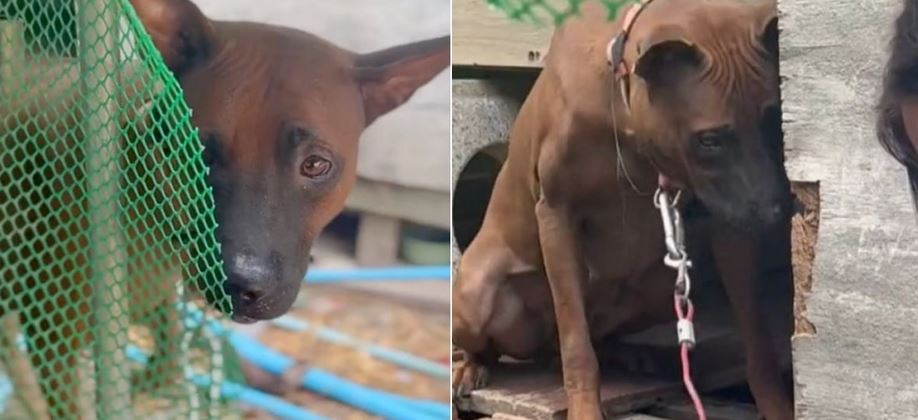 Dog Relieved When Kind People Came To Free Her, But Owner Said No