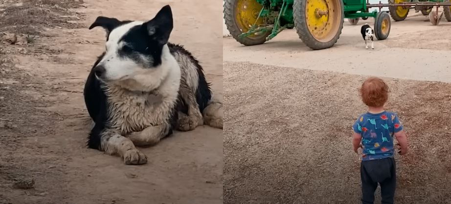 ‘Frightened’ Abandoned Dog Finds the Perfect Home to Approach