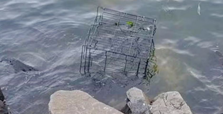 Dog’s Barks Broke The Calm Of The River When Banged Up Cage Floats Over