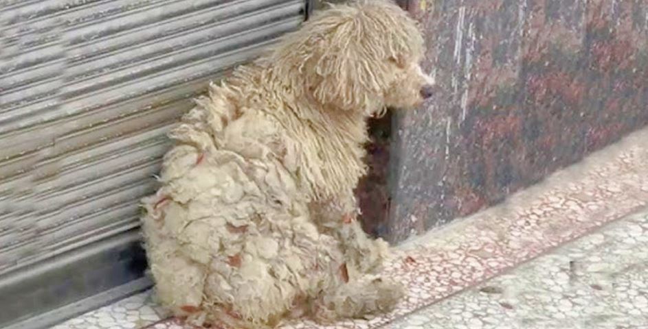 Clothing Store Shoppers Run Into Dirty Homeless Dog And Give Her A Makeover