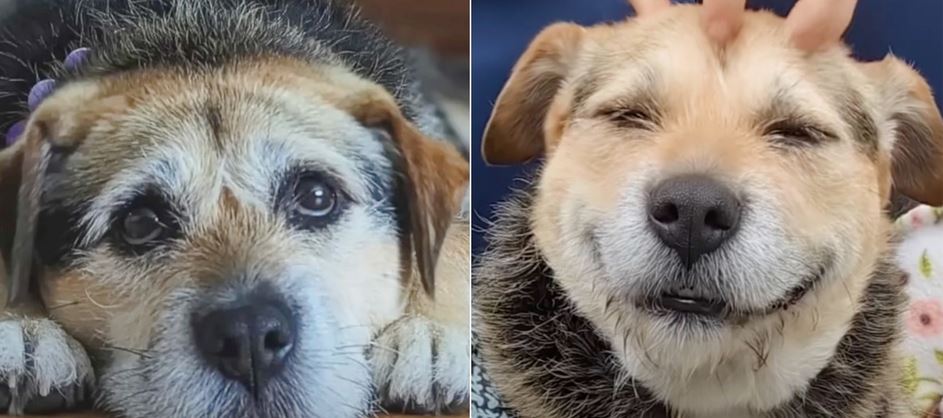 Shelter Dog’s Infectious Smile After Landing New Home