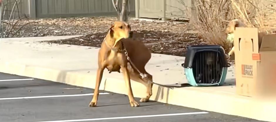 Dog Left Outside Shelter With Puppies Anchored Around Her