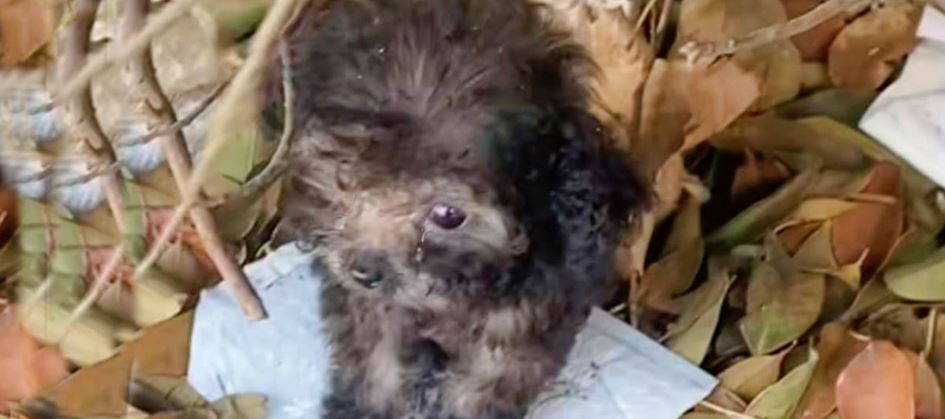 Palm-Sized Puppy Sat On Leaf Pile, Intimidated By The Giant World