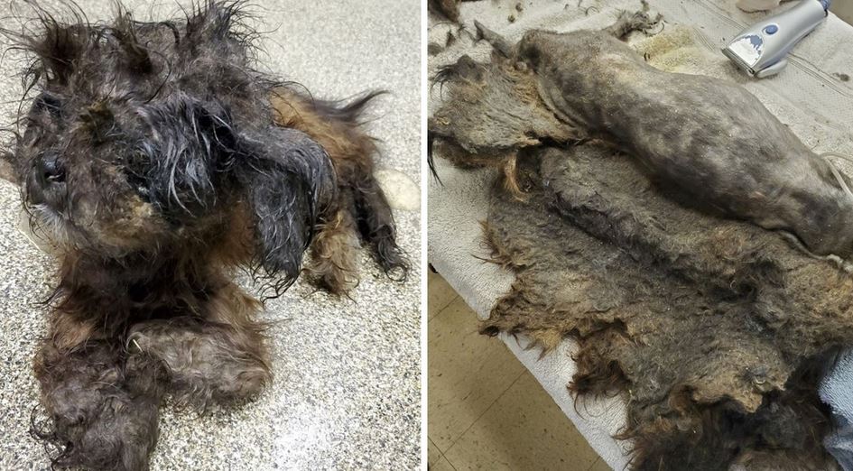 ‘Mystery’ Animal Was Dropped At Humane Society And Workers Clueless As To What ‘It’ Is