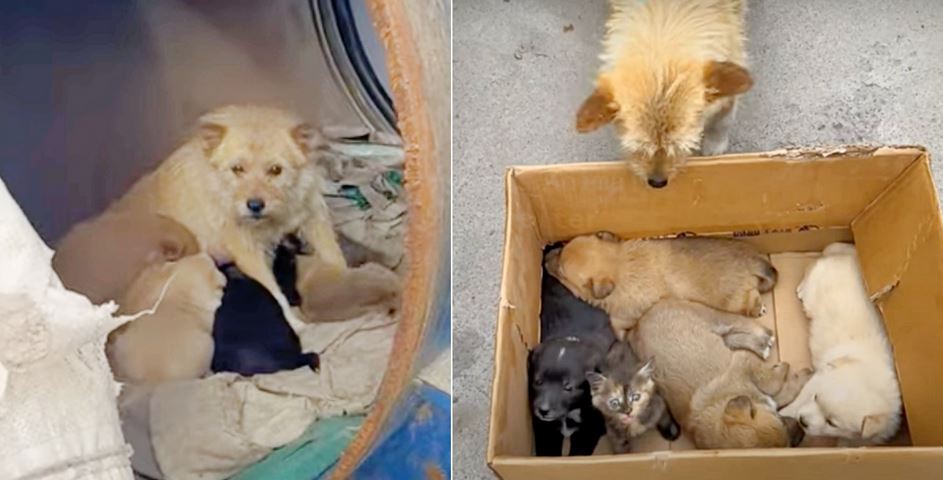 Lady Meets A Dog Living In Barrel With Her Babies But They’re ‘Not-All-Puppies’