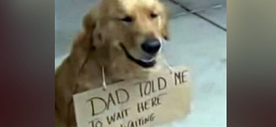 Dog Spotted Outside Store All Alone, With A Sign Around His Neck