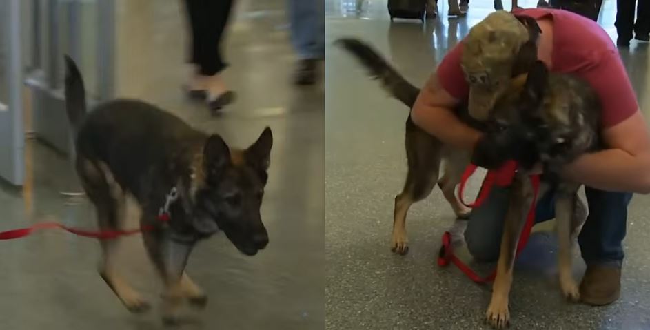 Army Specialist and His Beloved Service Dog Share Emotional Reunion After Three Years Apart