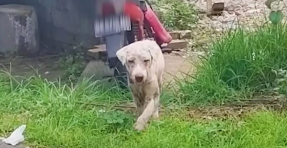 Dog Living At Gas Station Was Aloof, But Guy Learns What He Needed All Along