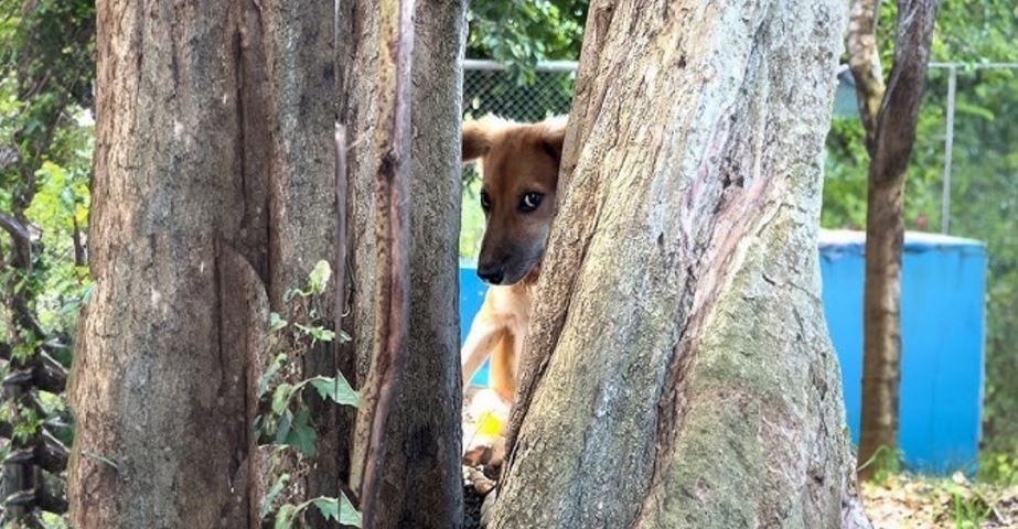 Guy Works to Bond With Skittish Puppies, But They Keep Their Distance