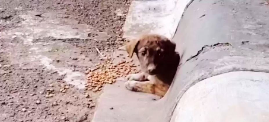 Guy Drove Past Puppy In A Curb, Turned Around When No One Stopped