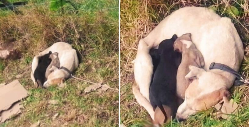 Momma Dog Tied To Sign Shielded Babies From The Cold